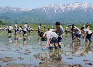 田植えに挑戦する東京・足立学園高の生徒=新発田市蔵光