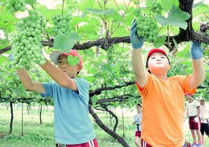 余分なブドウの房や実を摘む作業をする高士小の児童たち=上越市北方の岩の原葡萄園