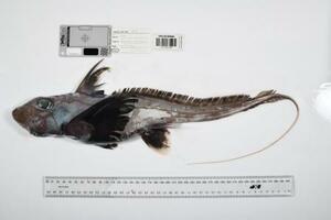 　オーストラリア北東部の「珊瑚海」で見つかったギンザメの仲間（Ｔｈｅ　Ｎｉｐｐｏｎ　Ｆｏｕｎｄａｔｉｏｎ―Ｎｅｋｔｏｎ　Ｏｃｅａｎ　Ｃｅｎｓｕｓ／ＣＳＩＲＯ提供）