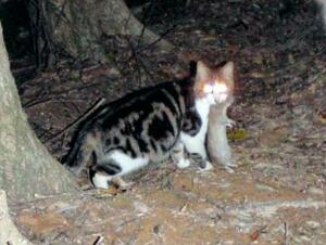 　奄美大島の山林で、固有種のケナガネズミをくわえる猫＝２０１２年（環境省提供）