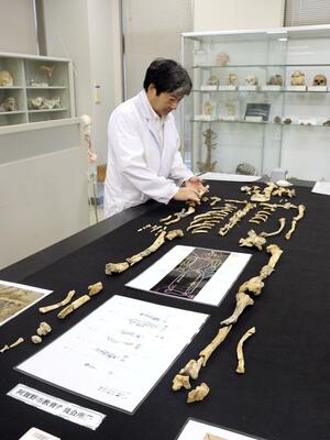 一般公開へ向け、汚れを落とした土橋遺跡出土の焼人骨を並べる奈良貴史教授=11月1日、新潟市北区島見町
