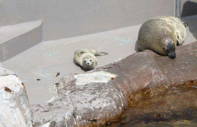 4月4日に生まれたゴマフアザラシの赤ちゃん(手前)。奥は母親のきなこ=5日、新潟市水族館「マリンピア日本海」