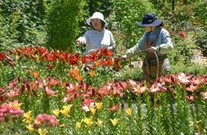 フラワーパーク「とっとり花回廊」で始まった「ゆり&アジサイまつり」=13日午前、鳥取県南部町