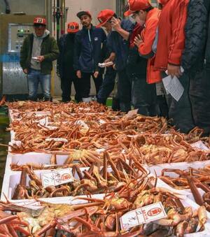 鳥取県の境港で始まったズワイガニの初競り=7日早朝