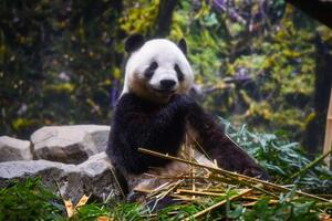 上野動物園のパンダ「シャオシャオ」=10月(東京動物園協会提供)