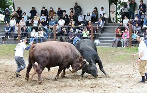 「中越大震災20年復興感謝祭」と題し開かれた牛の角突きに県内外から多くの人が訪れた=2024年10月23日、長岡市山古志南平乙の山古志闘牛場
