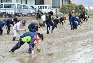 亀田製菓の新入社員らが行った田植え＝９日、阿賀野市