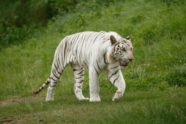 日本最大の飼育頭数　ホワイトタイガー
