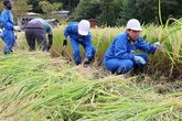 上越市の大潟町小児童が酒米の稲刈り体験 酒造り学ぶ一環、学区内の酒蔵が企画
