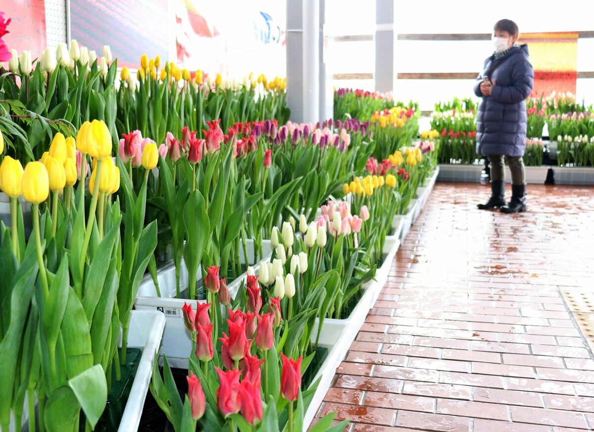 春の足音カラフルに 新潟日報デジタルプラス 春の足音カラフルに 新潟日報デジタルプラス