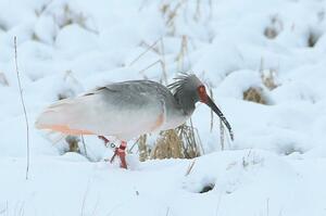 頭から背中にかけて、灰色の生殖羽への変化が確認されたトキ＝６日、佐渡市（環境省提供）