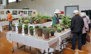 さまざまな山野草が並んだ企画展=佐渡市羽茂本郷