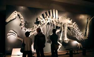 　福岡市博物館で始まった特別展「大恐竜展」で展示された骨格模型＝２４日午前