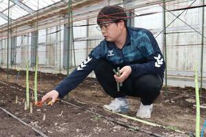 春アスパラを収穫するピーチビレッジファームの安達慶太さん=刈羽村刈羽