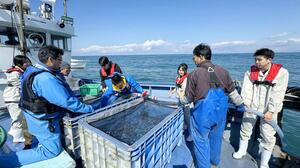ノドグロの稚魚を海中に放流する海洋高の生徒ら=3月18日、糸魚川市の筒石沖(近畿大提供)