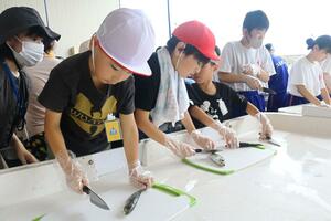 地元で取れたアジを慎重にさばく子どもたち=佐渡市高千