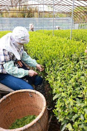 新芽を摘み取る茶摘み衆の人たち=5月13日、村上市肴町
