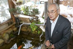 庭に手作りした池で泳ぐ錦鯉に餌をやる斎藤寅二さん。酒をやめ、錦鯉を見ていると心が安らぐ=村上市勝木