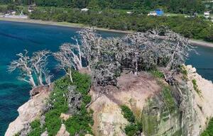石川県珠洲市の見附島。白っぽい枯れ木が目立つ=6月17日(ドローンから)
