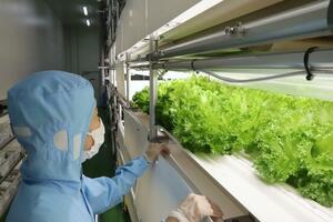 FAMSの植物工場システム「アグリネ」。本社工場内の実証設備で葉物野菜を栽培している=見附市