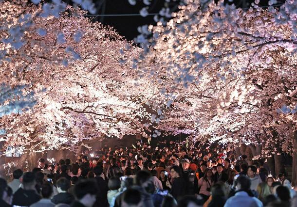 満開の夜桜を楽しむ花見客でにぎわった観桜会＝５日、上越市の高田城址公園