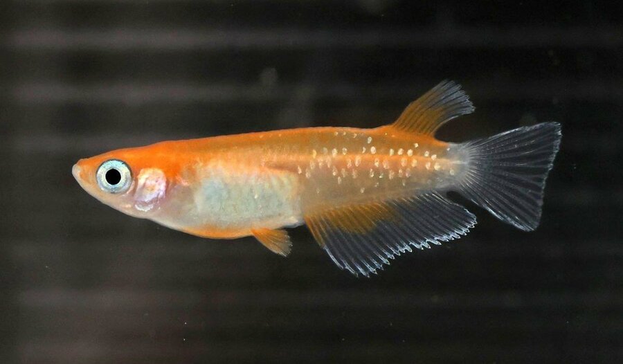 見るだけでも楽しい「泳ぐ宝石」、交流通し魅力広めたい 改良メダカ