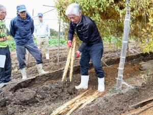 自然薯の生育具合を確認した試し掘り＝上越市吉川区