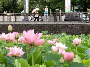 高田城址公園の堀に咲くハス=上越市本城町