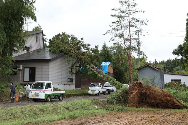 突風で根こそぎ倒れ、住宅に覆い被さった木＝１１日、上越市三和区所山田