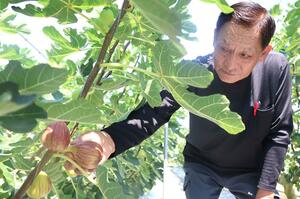 自身の農園でイチジクの生育状況を確かめる鈴木哲也さん=9月5日、新潟市西蒲区前田