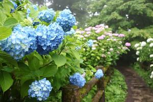 見頃を迎え、色鮮やかな花を咲かせる護摩堂山のアジサイ=24日、田上町護摩堂山「あじさい園」