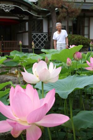 見頃を迎えた雙林寺境内の「大賀ハス」=1日、長岡市下沼新田