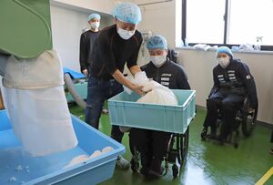 日本酒の仕込みに加わった車いすラグビーの倉橋香衣選手(右)と今井友明選手=糸魚川市大町2
