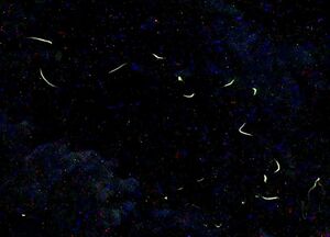 幻想的な光を帯びて飛び交うホタル=湯沢町土樽
