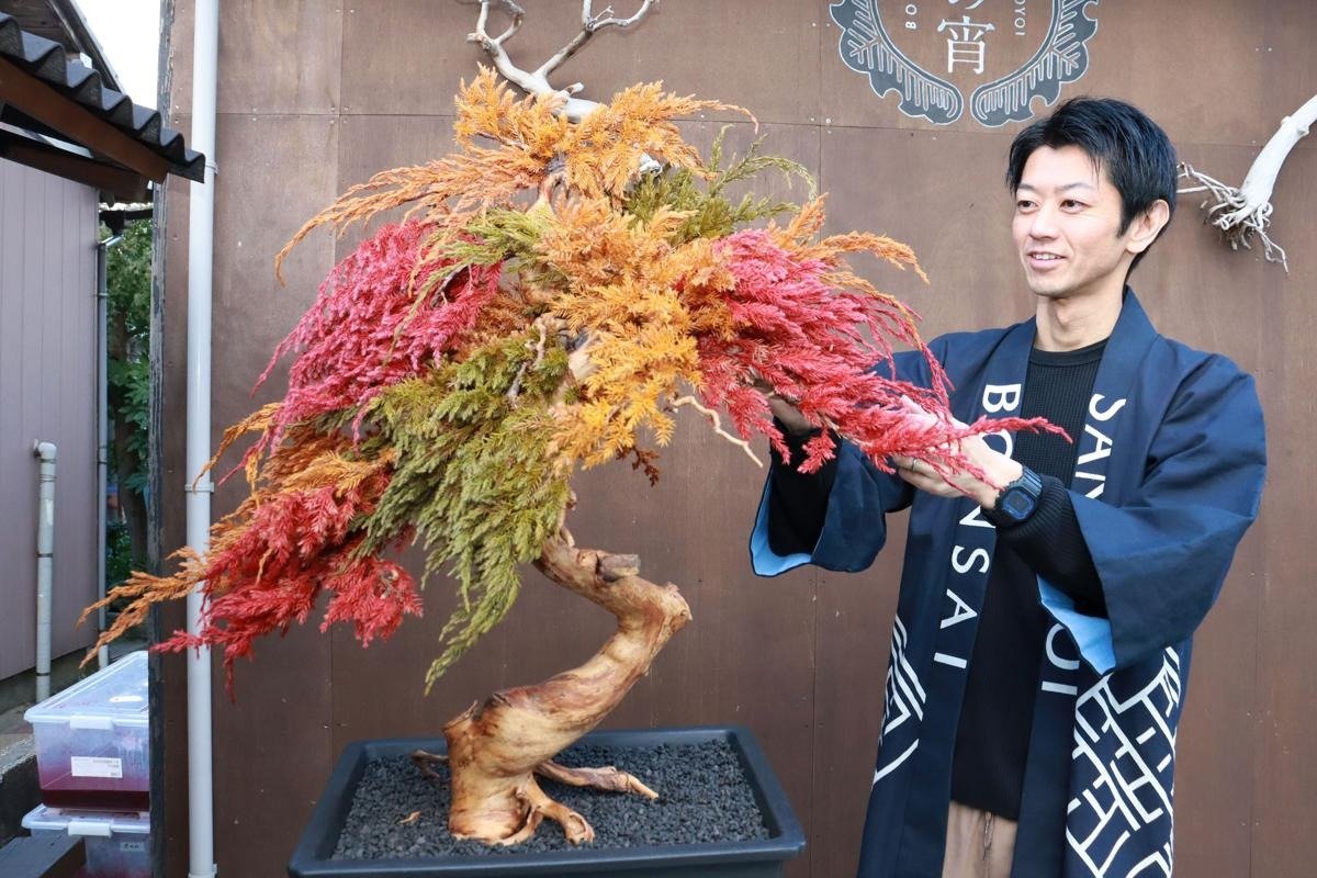 枯れた盆栽に輝きを！「枯吹き」で脚光、新潟市西区の髙井一平さん 葉