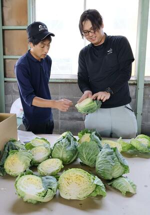 青々と育った春キャベツの品質を確かめる生産者ら＝２６日、三条市石上３