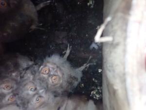 巣箱の中にすみ着いたオオコノハズク。ひなが3羽確認でき、左上に親鳥がうっすら写る=6月、佐渡市(江指万里さん提供)