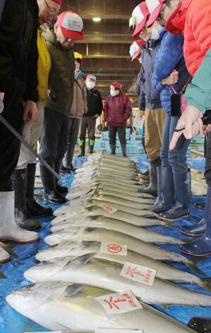 まとまった数が水揚げされた佐渡の寒ブリ=12月9日、佐渡市春日