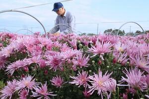 収穫のピークを迎えている食用菊「カキノモト」=新潟市南区
