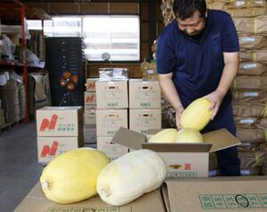 出荷のピークを迎えた金糸瓜=阿賀町平堀