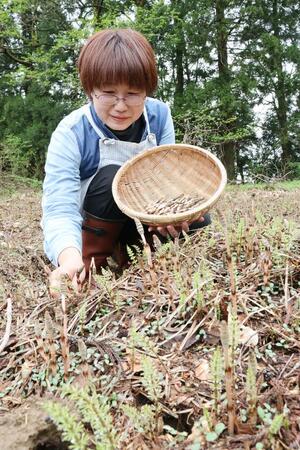 人気商品「つくし石鹸」に使うツクシを収穫する田邉愛美さん=柏崎市高柳町山中