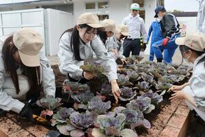 名立谷浜サービスエリアで花壇に植栽する高田農高の生徒ら=上越市茶屋ケ原