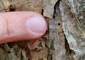 　ミズナラの幹に残る、虫が侵入した穴＝１０月、北海道函館市