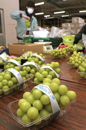 クリスマス時期に合わせて今年も出荷されるシャインマスカット=三条市代官島