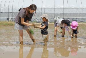 はだしになって田んぼに入り、「新之助」の苗を植える参加者=5月5日、新潟市南区小蔵子