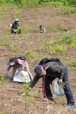 山の幸のシーズンが本格化した丸渕観光わらび園=阿賀町七名乙