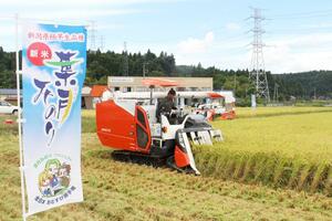 「葉月みのり」の稲刈り=9日、柏崎市北条