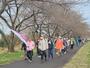 約100人が参加した加治川桜堤ウォーク=5日、聖籠町道賀新田