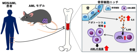 新・白血病学 上 d71b249b6451b8874c0772483b8b1a