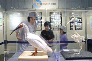 洋洋の剝製と骨格標本の展示=新潟市中央区女池南3